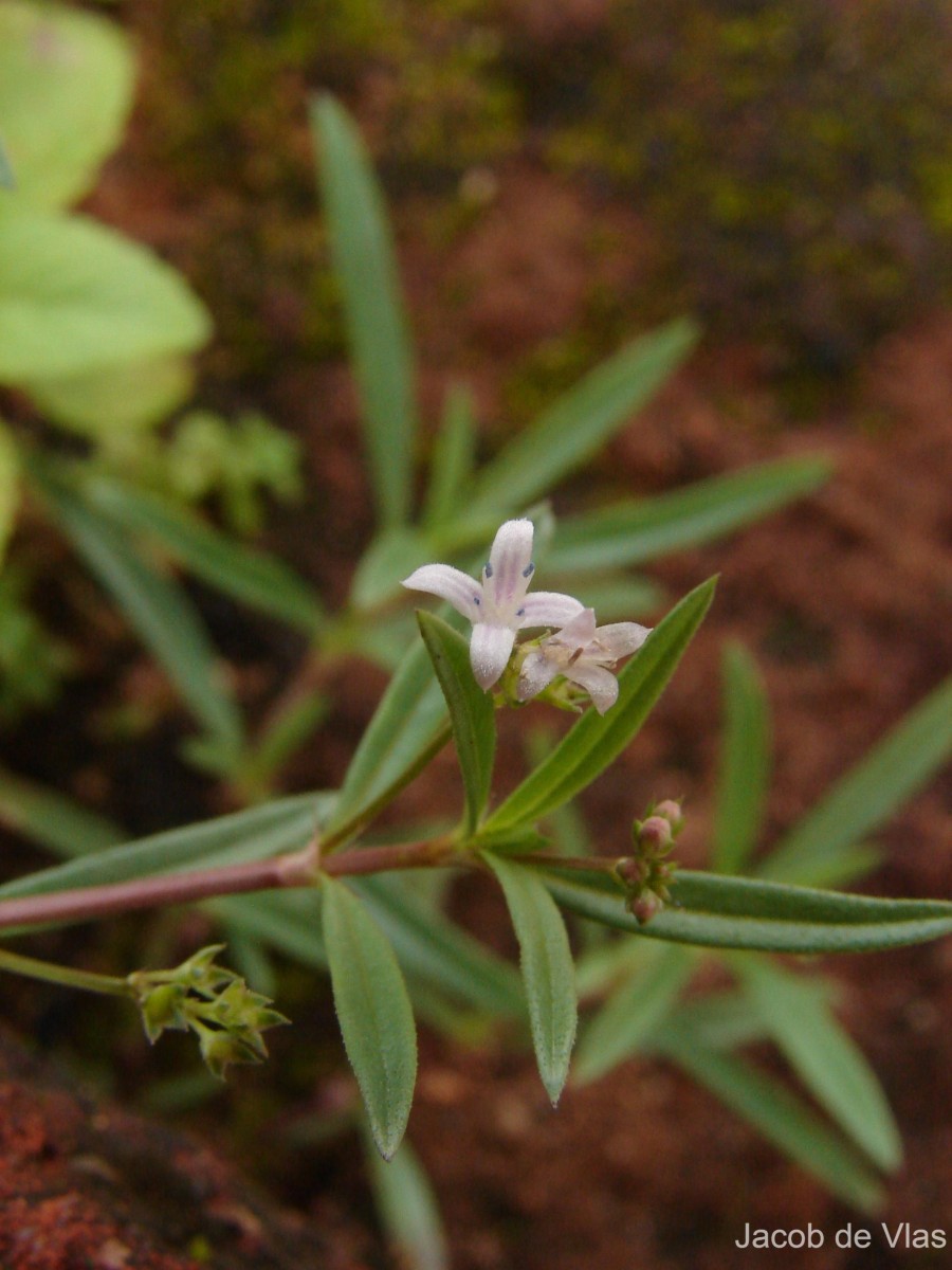 Oldenlandia umbellata L.